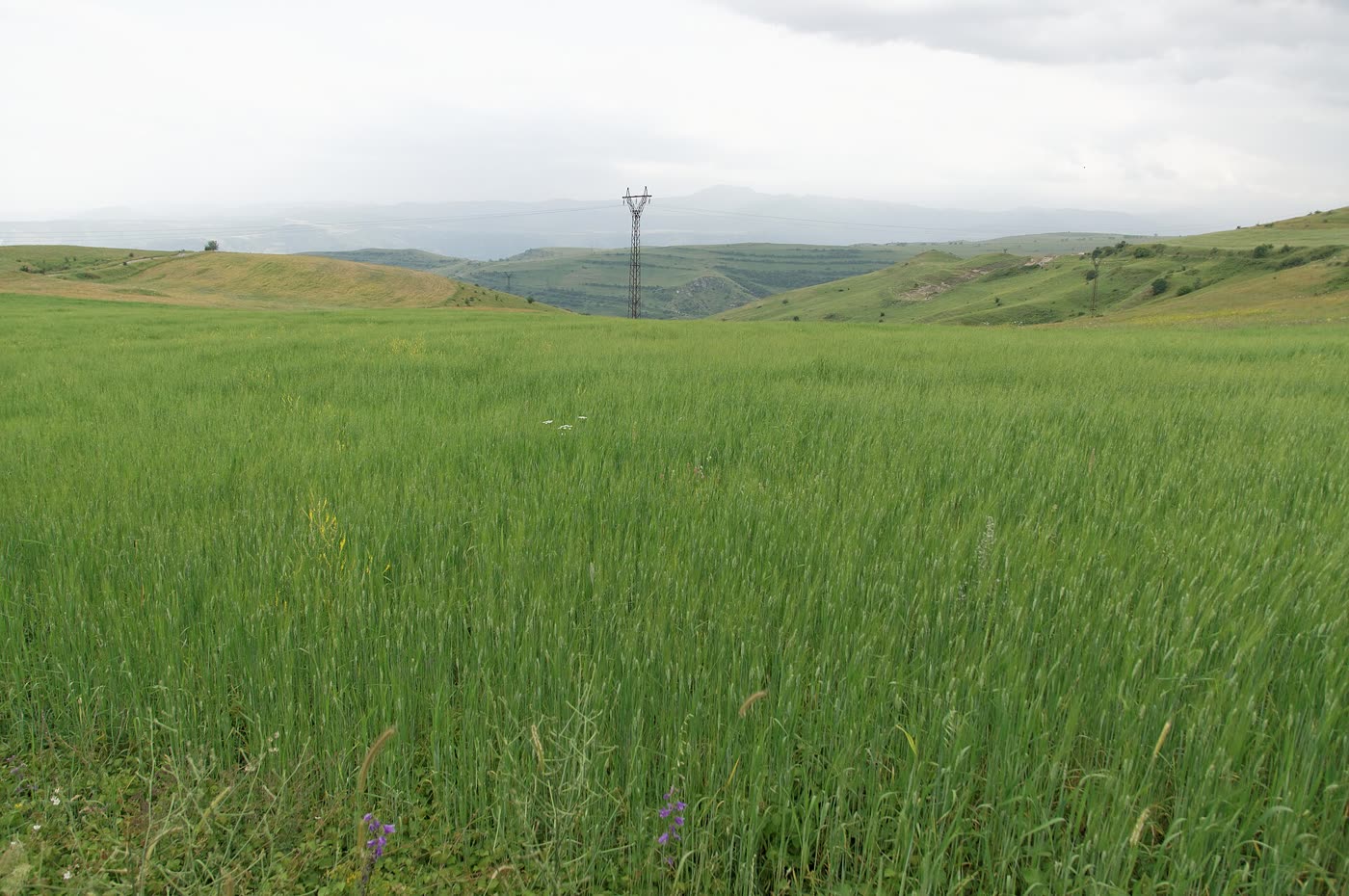Campo de cultivo en una llanura bajo cielo despejado